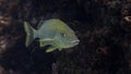 Bluestriped Grunt Haemulon sciurus Underwater with Copy-Space Royalty Free Stock Photo