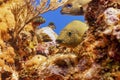 Bluestriped Grunt hiding in the coral Royalty Free Stock Photo