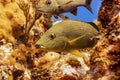 Bluestriped Grunt hiding in the coral Royalty Free Stock Photo