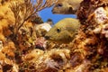 Bluestriped Grunt hiding in the coral Royalty Free Stock Photo