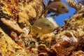 Bluestriped Grunt hovering in the coral Royalty Free Stock Photo