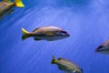 Bluestriped snapper in the sea Royalty Free Stock Photo