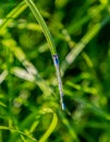 Bluet, blue damselfly, dragonfly, delicate animal, Royalty Free Stock Photo