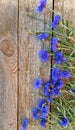 Blue flowers wood bred cornflower knapweed