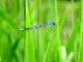 Bluet Damselfly Royalty Free Stock Photo