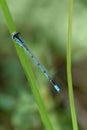 Bluet Damselfly Royalty Free Stock Photo