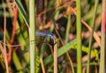 Bluet, damselfly, dragonfly family, insect