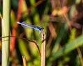 Bluet, damselfly, dragonfly family, insect Royalty Free Stock Photo