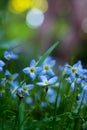 Bluet Flowers Bloom In Spring