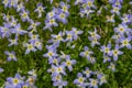 Bluet Flowers Close Up