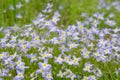 Bluet Flowers in a Group