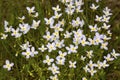 Bluet flowers from Mt. Sunapee in Newbury, New Hampshire Royalty Free Stock Photo