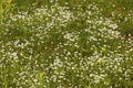 Bluet flowers from Mt. Sunapee in Newbury, New Hampshire Royalty Free Stock Photo