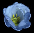 Bluet tulip flower on isolated black background with clipping path without shadows. Close-up. For design. Royalty Free Stock Photo