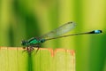 Bluetail damselfly Royalty Free Stock Photo