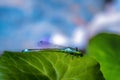 Bluetail damselfly on a green leaf Royalty Free Stock Photo