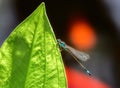 Bluetail damselfly on a green leaf Royalty Free Stock Photo