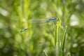 A bluetail damselfly