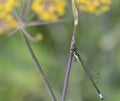 Bluetail damselfly (Ischnura heterosticta) Royalty Free Stock Photo
