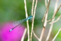 Bluetail damselfly on a twig Royalty Free Stock Photo