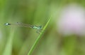 Bluetail , Ischnura senegalensis , The female green needle dragonfly has an egg beneath its belly on the grass, blurred green