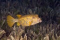 Bluetail trunkfish Royalty Free Stock Photo