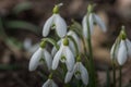 blueten von schneegloeckchen Royalty Free Stock Photo