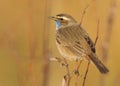 Bluethroat