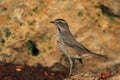 Bluethroat Royalty Free Stock Photo