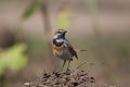 Bluethroat 3 Royalty Free Stock Photo