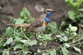 Bluethroat