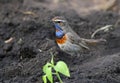 Bluethroat Royalty Free Stock Photo