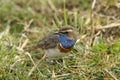 Bluethroat Royalty Free Stock Photo