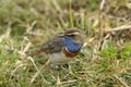 Bluethroat