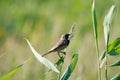 Bluethroat Royalty Free Stock Photo