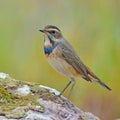 Bluethroat Bird