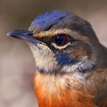 Bluethroat bird close up, digital illustration painting, animals, birds