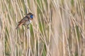 Bluethroat bird in the reed