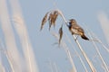 Bluethroat bird in the reed