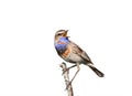 The Bluethroat bird is singing sitting on a branch on white isolated Royalty Free Stock Photo