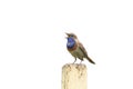 The Bluethroat bird is singing sitting on a branch on white isolated