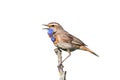 Bluethroat bird sings