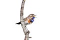 Bluethroat bird sings