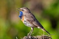 Bluethroat bird sings