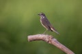 Bluethroat bird standing on a log.