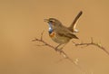 Bluethroat on a branch