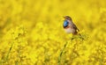 Bluethroat chirping in a field