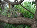 Bluethroat feeds cuckoo she threw Royalty Free Stock Photo