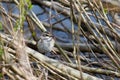 Bluethroat, female