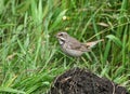 Bluethroat (female) Royalty Free Stock Photo